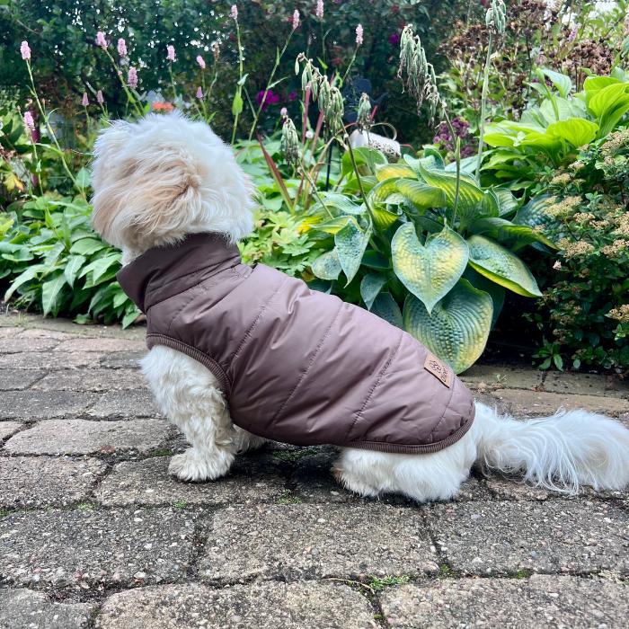 Hund på tur iført dynevest