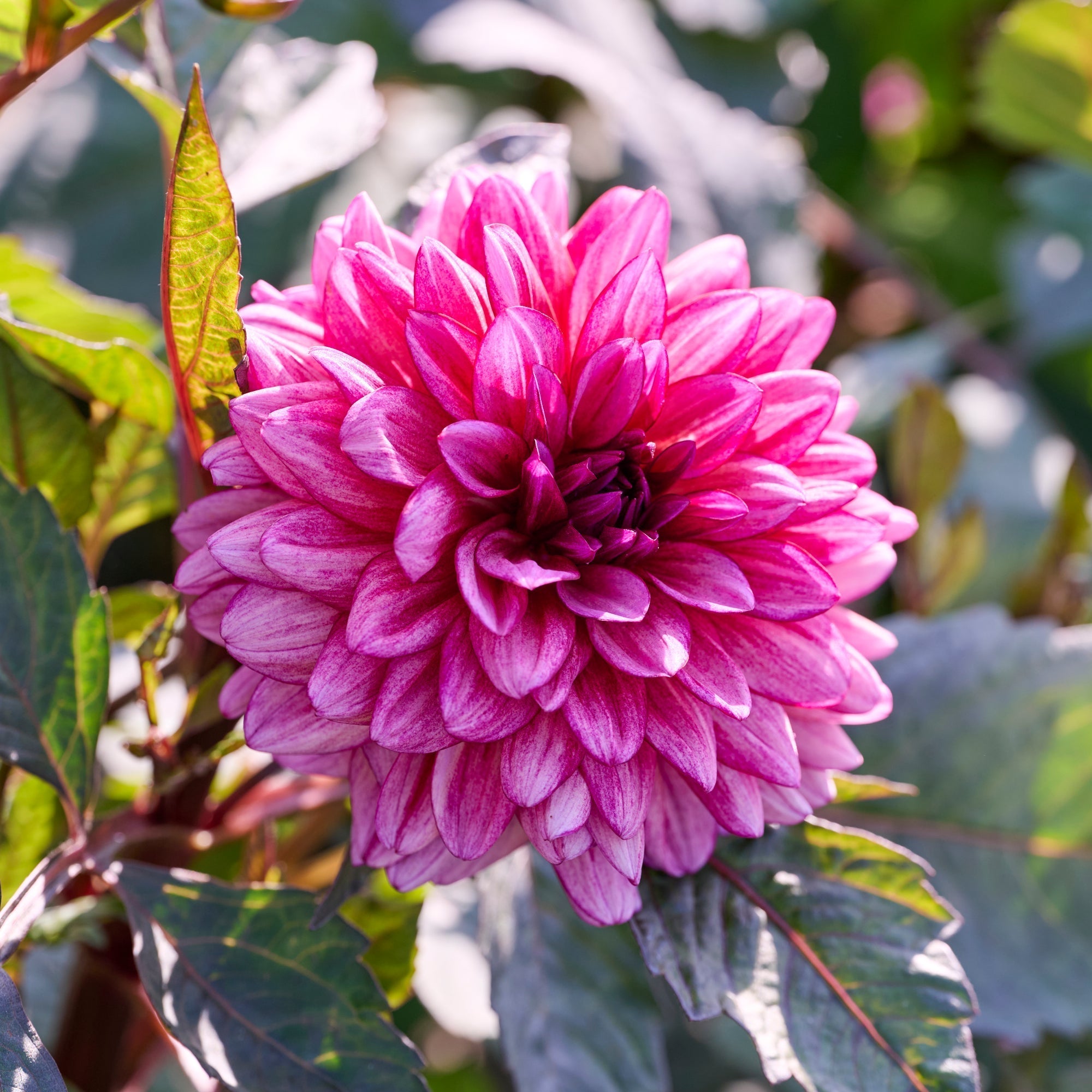 Molly Raven i rosa nuancer
